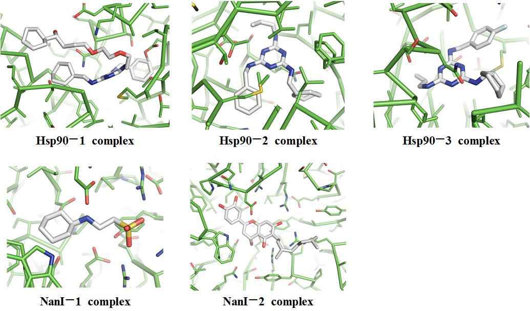 Hsp90, NanI와 5가지 저해제 후보물질의 결합 모드