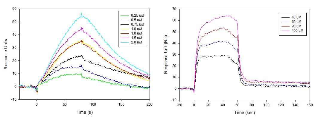 Hsp90α 단백질과 저해제의 SPR sensogram