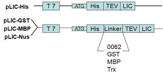 The basic vector design for the pLIC vectors.