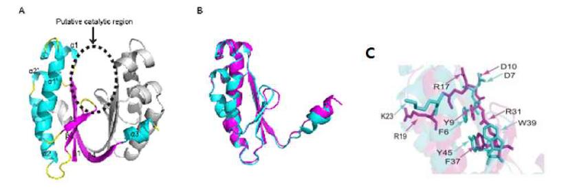 A) HP0315 단백질의 Dimer 구조 (추정되는 RNase activity 지역 표시). B) HP0315 단백질의 molecule A 와 molecule B 겹침.