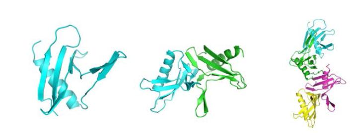 SAV0498 단백질의 monomer, dimer, tetramer 구조.