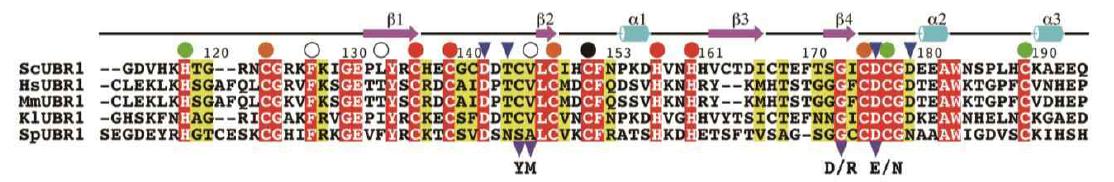 여러 종의 UBR box 아미노산 비교. Cysteine 잔기가 많은 것이 특징이고 모두 100% 보존되어 있음.