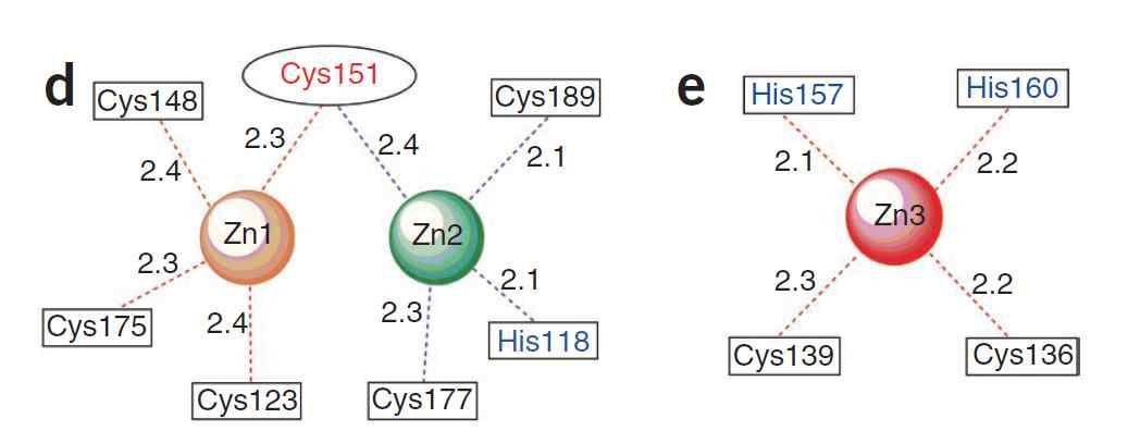 왼쪽(d)는 첫 번째 아연(Zn1)과 두 번째 아연(Zn2)의 리간드 결합을 보여줌. Cysteine151의 경우는 매우 특이하게도 첫 번째와 두 번째 아연을 동시에 결합하고 있음. 오른쪽(e)의 세 번째 아연(Zn3)의 경우는 일반적인 아연 결합 양상을 하고 있음.