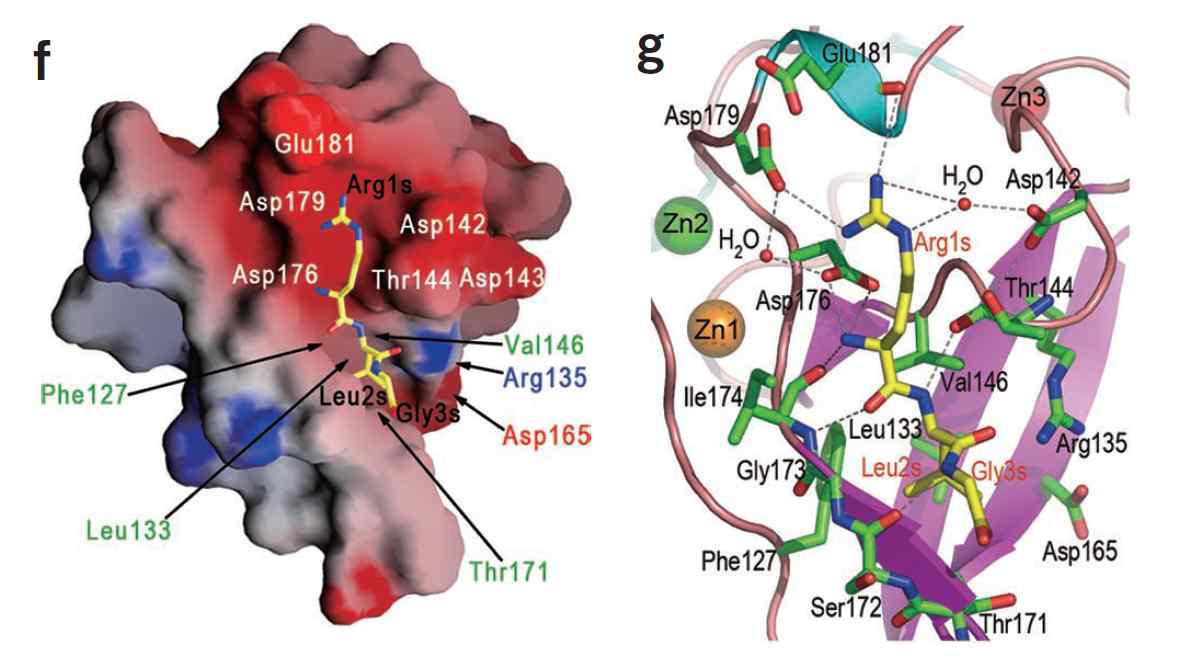 왼쪽(f)는 UBR box 분자의 electrostatic surface potential. 빨간색은 acidic (-) charge 표면을 의미하고 파란색은 basic (+) charge 표면을 의미함. 오른쪽(g)는 N-degron 펩타이드와 UBR box간의 상세한 결합을 보여줌