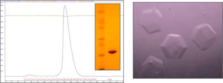 (왼쪽) AMSH N-terminal 도메인의 gel filtration profile과 순수하게 분리된 SDS-PAGE 결과. (오른쪽) AMSH-N의 단백질 결정. Trigonal form으로 추정됨