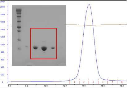 최종 gel filtration 결과