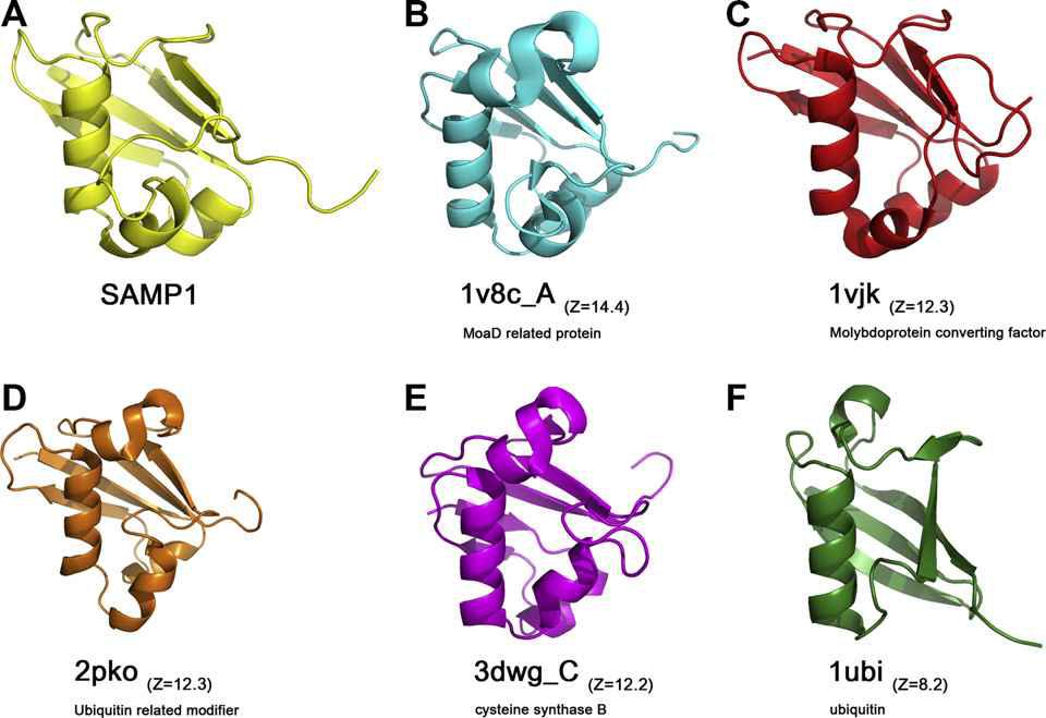 SAMP1과 유비퀴틴 및 유비퀴틴 유사체들간의 구조 비교