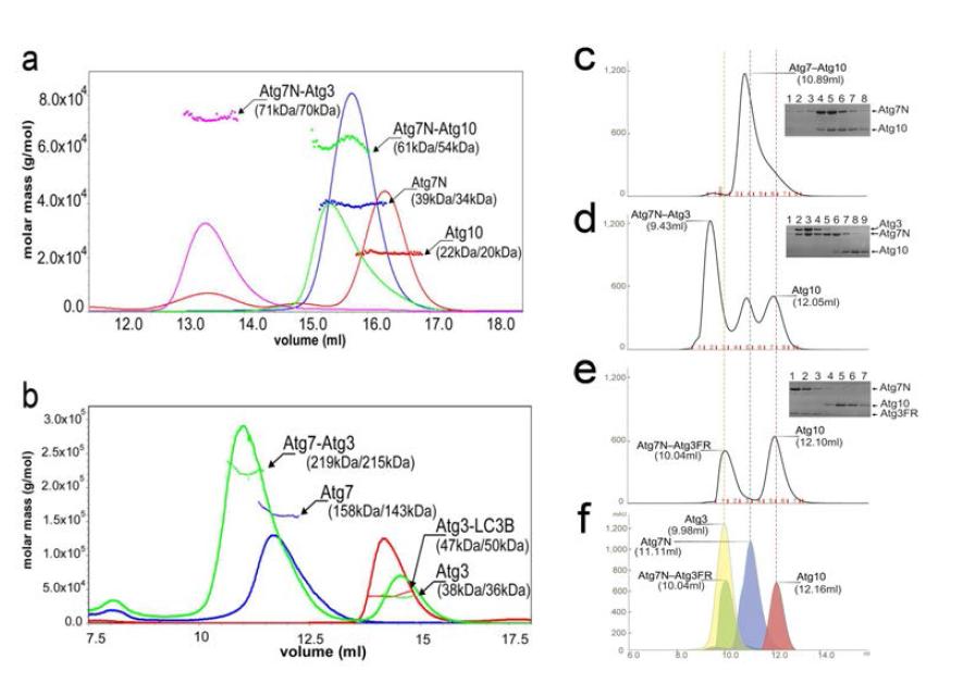 (a) Atg7N monomer와 Atg3 monomer의 복합체 형성, Atg7N monomer와 Atg10 monomer의 복합체 형성. 각각의 분자량은 MALS를 이용하여 확인함. (b) Full-length Atg7 dimer와 Atg3 monomer 2분자가 복합체를 형성함. Atg3와 Atg8 유사체인 LC3B도 복합체를 형성함. (c) Dimer의 Atg7과 Atg10이 복합체를 형성함. (d) 위 복합체에 Atg3를 넣으면 Atg10이 떨어져 나옴. Atg10과 Atg3는 monomer임. (e) Atg3의 FR-지역만을 만들어 똑같은 실험을 진행해도 Atg10이 떨어져 나옴