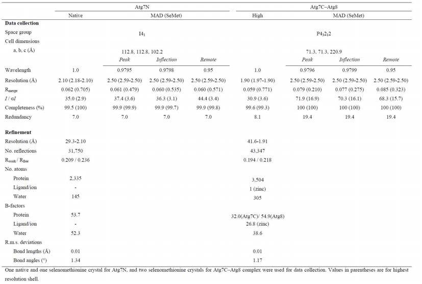 Atg7N 과 Atg7C-Atg8 결정의 데이터 수집 통계치