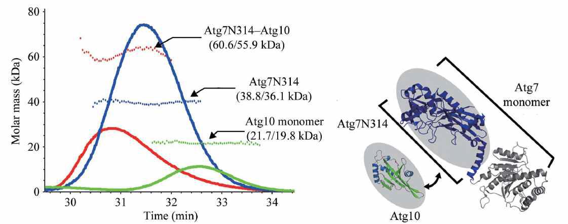Atg7N과 Atg10의 복합체 분자량은 60kDa 정도로 Atg7N과 Atg10이 1:1 복합체를 이루는 것을 알 수 있음 (오른쪽). 왼쪽은 결합하는 모드에 대한 모델