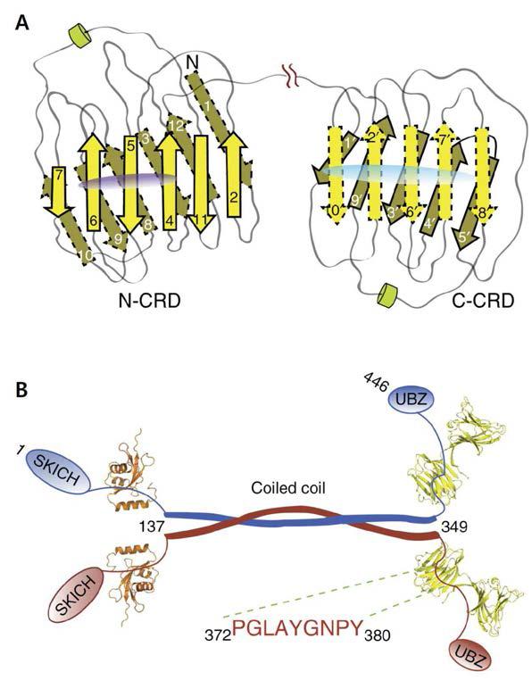 (A) Galectin-8의 구조 모델. 구조가 매우 유사한 N-CRD와 C-CRD로 구성됨. (B) NDP52의 도메인 구성