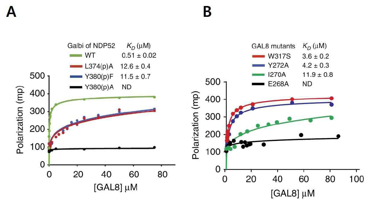 결합에 중요한 NDP52 아미노산 잔기의 돌연변이 펩타이드 (A) 및 Galectin-8의 아미노산 잔기의 돌연변이체 (B)를 이용한 결합 상수 측정.