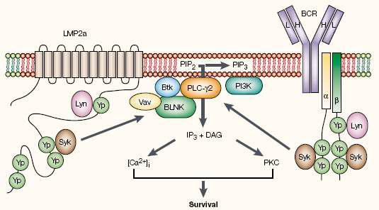 BCR siganling의 교란