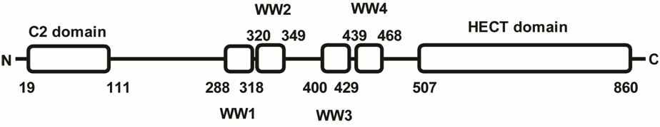 Ubiquitin Ligase AIP4의 전체 domain구성 모식도