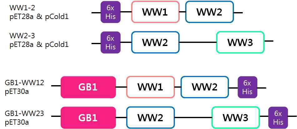 WW12 construct와 WW23 construct의 모식도