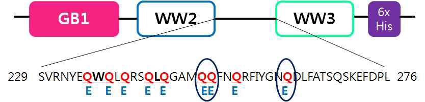 WW23 construct의 polyglutamine의 위치와 glutamate로의 point mutation