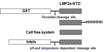 Intein fusion system을 통한 LMP2a NTD의 발현/정제 시스템 구축 모식도