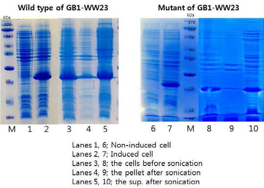 wild type GB1-WW23 vs mutant GB1-WW23의 발현