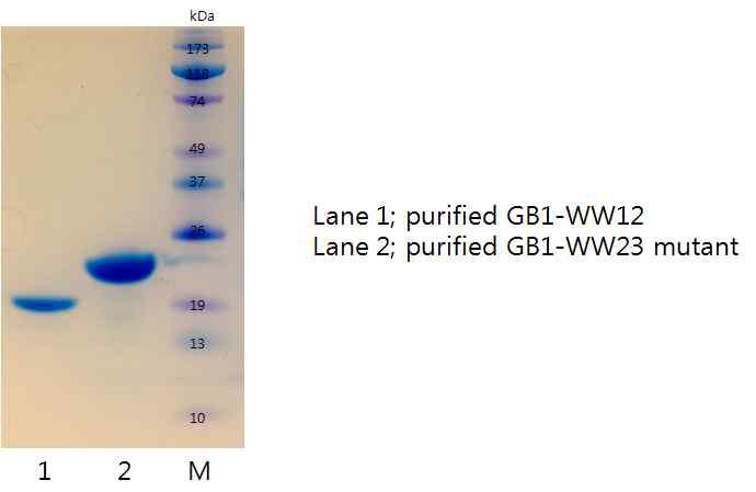 WW12 및 mutant WW23의 정제 결과