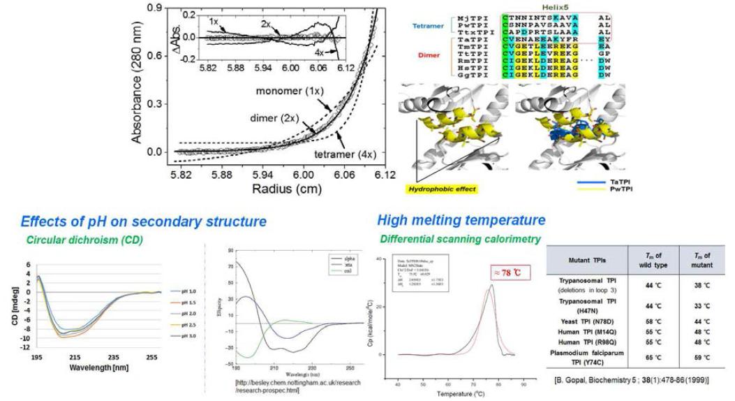 TaTPI의 ultracentrifugation 결과와 pH에 따른 안정성, melting temperature 분석