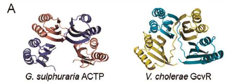 GsACTP 단백질의 3차원적 구조와 콜레라 GcvR 단백질과의 구조 비교 분석.