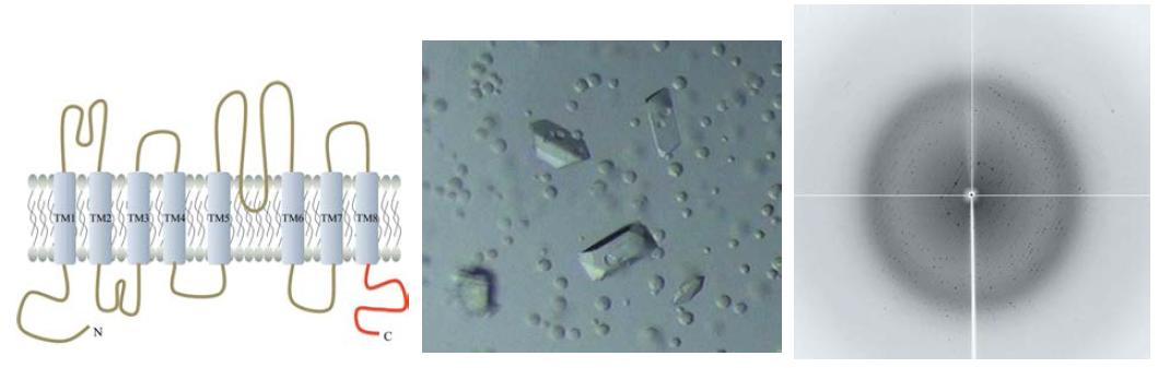 C-terminal cytosolic domain of mouse anoctamin1의 위치, 단백질 결정과 X선 회절 사진