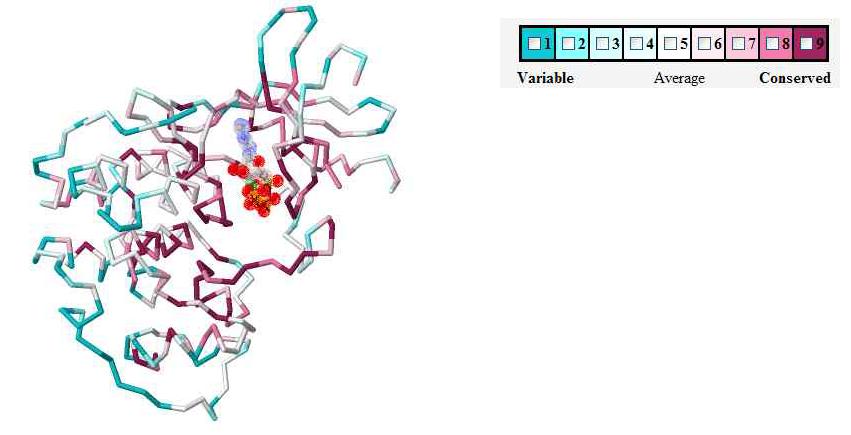 CA trace of a representative kinase mapping sequence conservation in structure, picture was generated from display graphics of CONSURFDB