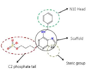 Model of a broad spectrum ligand, dotted circles are fragments while solid cirlce is a scaffold that could harness complimentary SB1, SB2 and SB3 potential