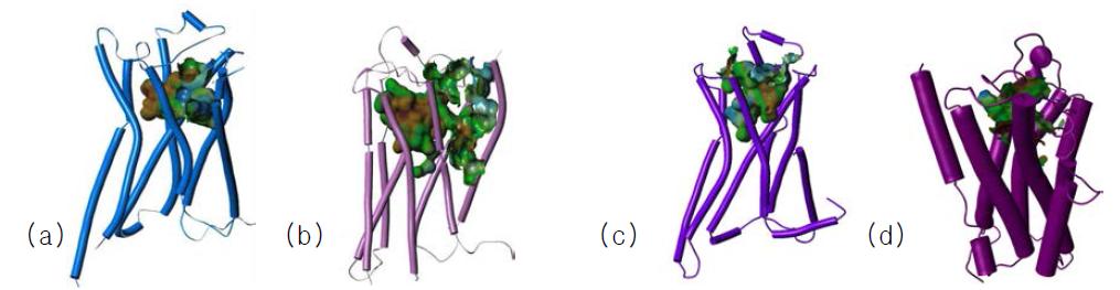 Homology model of GPR40 and GPR120 (Using template:beta-2 adrenergic receptor)