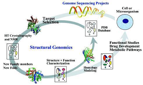 Structural genomics의 개요도