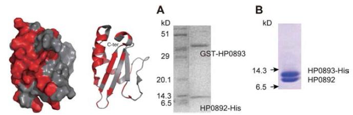 HP0892 구조(좌)와 HP0892-HP0893 결합체의 SDS-PAGE 사진(우)