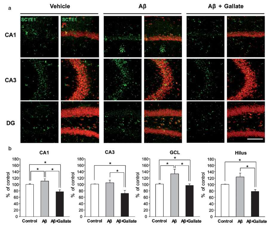 Abeta 뇌내 주입에 따른 해마 조직의 위치별 EMAP-2의 증가와 gallate co-treatment로 인한 정상화를 확인함