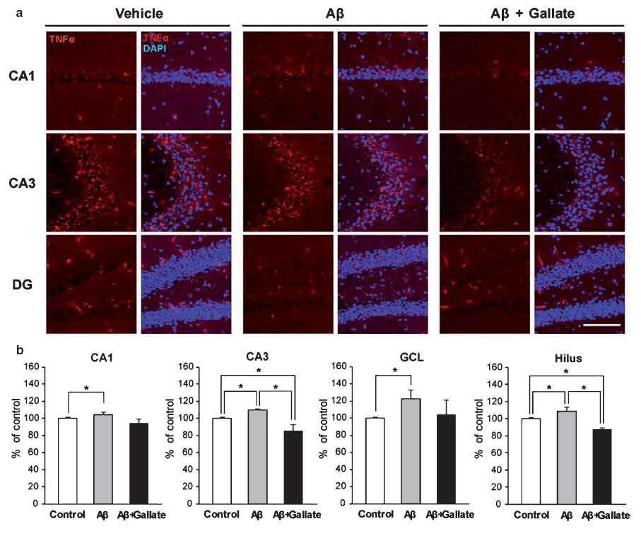 Abeta 뇌내 주입에 따른 해마 조직 TNF-alpha 발현 증가와 gallate treatment로 인한 정상화