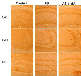 Gallic acid(GA)의 Abeta 억제 효과