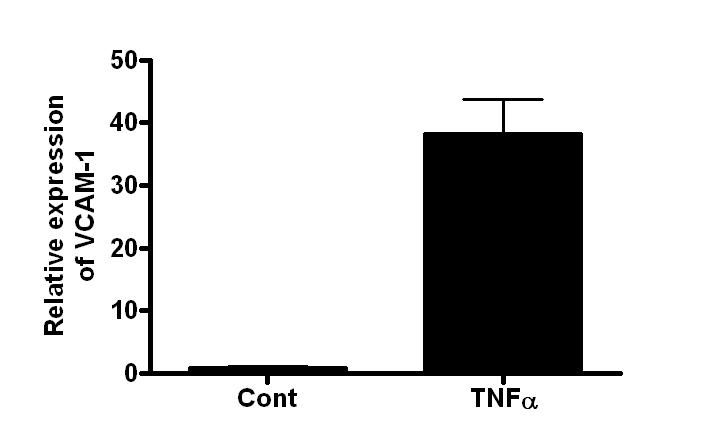 TNFα에 의한 VCAM-1 발현 정도를 real-time PCR을 통해 측정