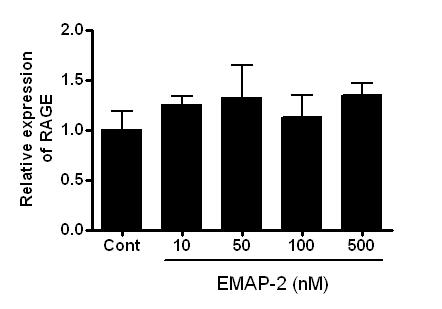 EMAP-2가 HBMEC의 RAGE 발현에 미치는 영향