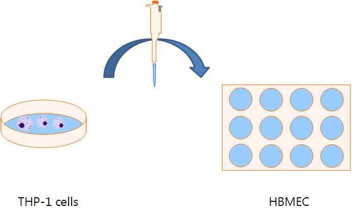 THP-1세포를 EMAP-2로 6시간 자극한 다음 배지를 HBMEC로 옮겨줌.2시간 동안 배양 후 세포를 수거해