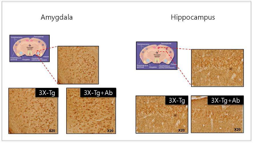 EMAP-2 중화 항체 투여가 3X-Tg AD mice의 amyloid pathology에 미치는 영향