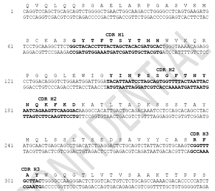 mouse IgG의 heavy chain의 variable domain의 sequencing 및 deduced amino acid.