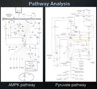 뇌염증 유발 치매동물 모델에서 분석된 대사체들의 유의한 변동을 기반으로 관련 대사 경로를 탐색한 경우 AMPK pathway와 pyruvate pathway가 관련성을 갖는 것으로 조사되었음.
