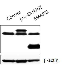 제작된 EMAP-2항체가 HeLa 세포에 발현된 proEMAP-2, EMAP-2를 검출함