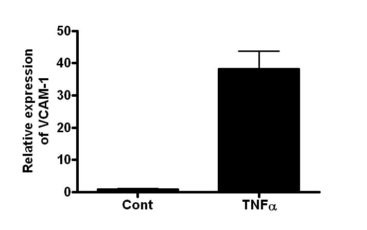 TNF α에 의한 VCAM-1 발현정도를 real-time PCR을 통해 측정