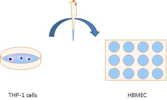 THP-1세포를 EMAP-2로 6시간 자극한 다음 배지를 HBMEC로 옮겨줌. 2시간 동안 배양 후 세포를 수거해 VCAM-1, ICAM-1 mRNA 양을 측정함.