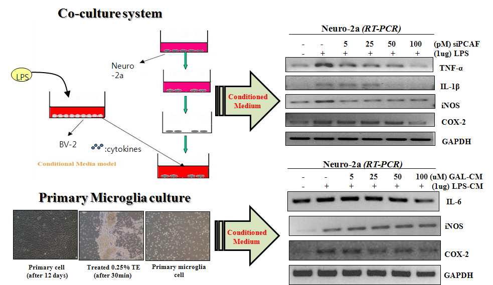 BV2와 Neuro2A 세포를 동시배양 시 PCAF에 의한 싸이토카인 생성과 세포사멸 억제 효과를 검토.