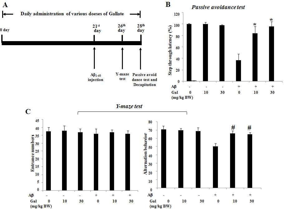 Gallate의 항치매 효능검증