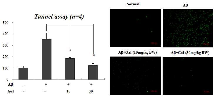 Gallate 처리에 의한 뇌세포사멸 억제효과 검증