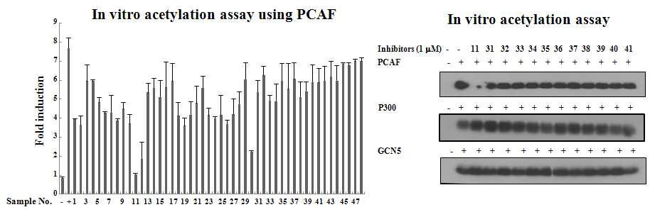 In vitro HAT 활성평가를 통해 선별된 C-11의 PCAF 저해활성결과