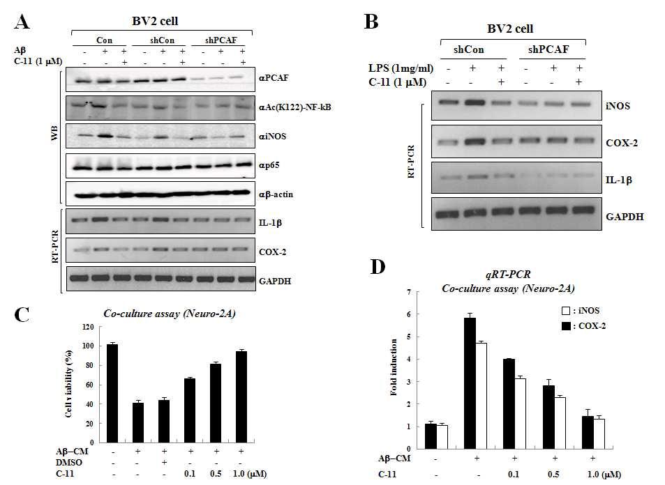 PCAF 저해제에 의한 Aβ매개 뇌염증신호억제 및 뇌세포사멸보호효과 검증
