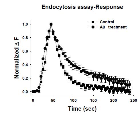 Aβ oligomer를 treat하면, 자극 후의 endocytosis가 느려지는 것 확인