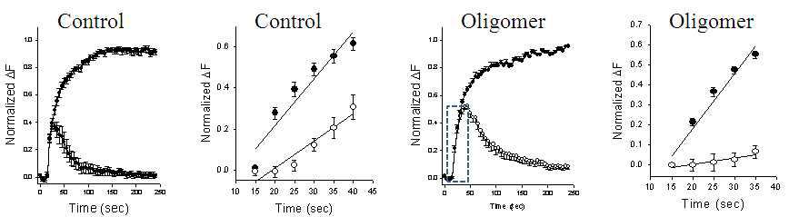 Aβ oligomer를 treat 하면, stimulation동안에 일어나는 endocytosis 또한 느려짐